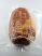 Schinken (aus CH - Schwein), zum Kochen, geräuchert, vaakumverpackt, 1500-1600